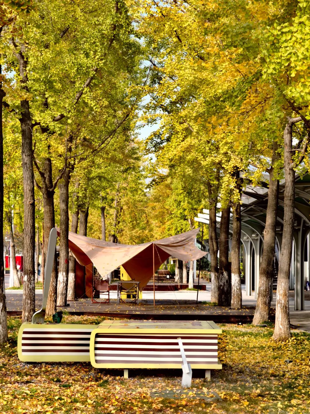 每一片银杏都不会辜负秋天,银杏从来不负秋原唱