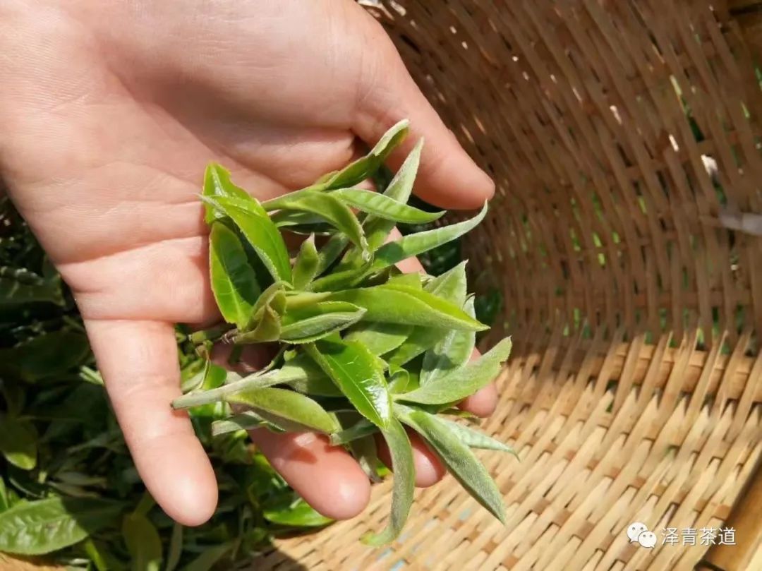 普洱茶各大山头的特性和口感图文,普洱茶老茶头的口感特点有哪些