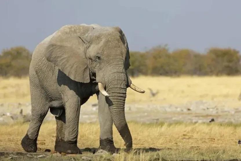 大象怎么这么大,大象好大的意思