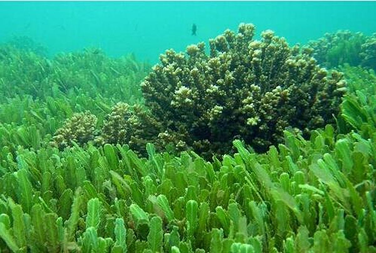 地球远古植物煤层,史前植物形成煤层