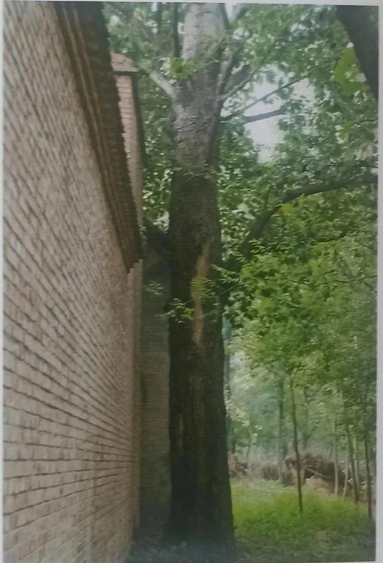 成武县古树,临武县古树