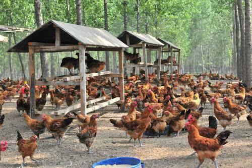 农村女孩进城打工，意外发现商机决定回家创业，一年却净赚4000万