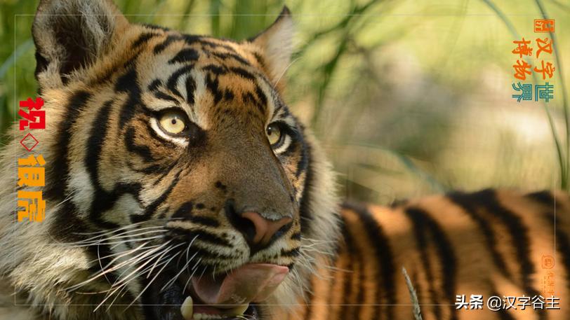 虎年带虎的成语,搜集有关虎年的成语十则