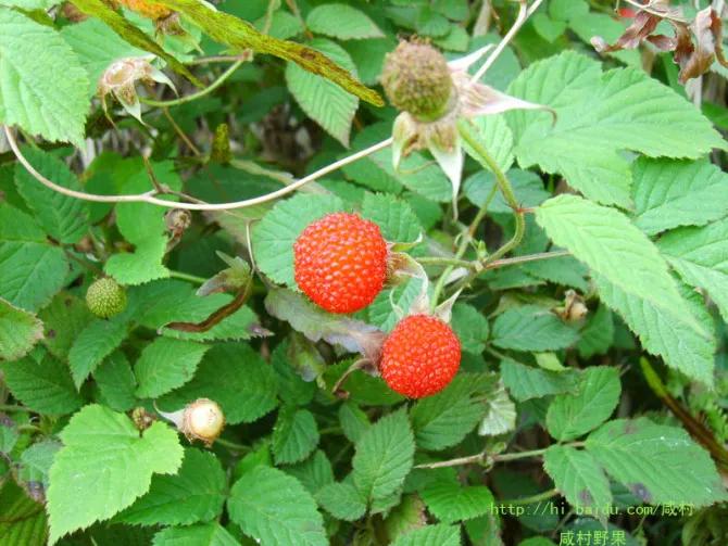 怀念90年代的回忆,80年代90年代满满的回忆