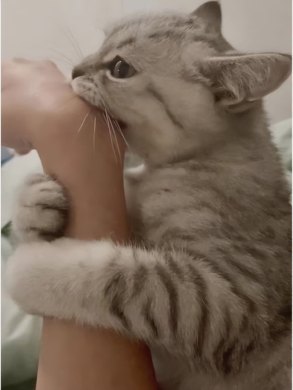 猫咪突然攻击人怎么处理,怎么训练猫咪不咬人不抓人