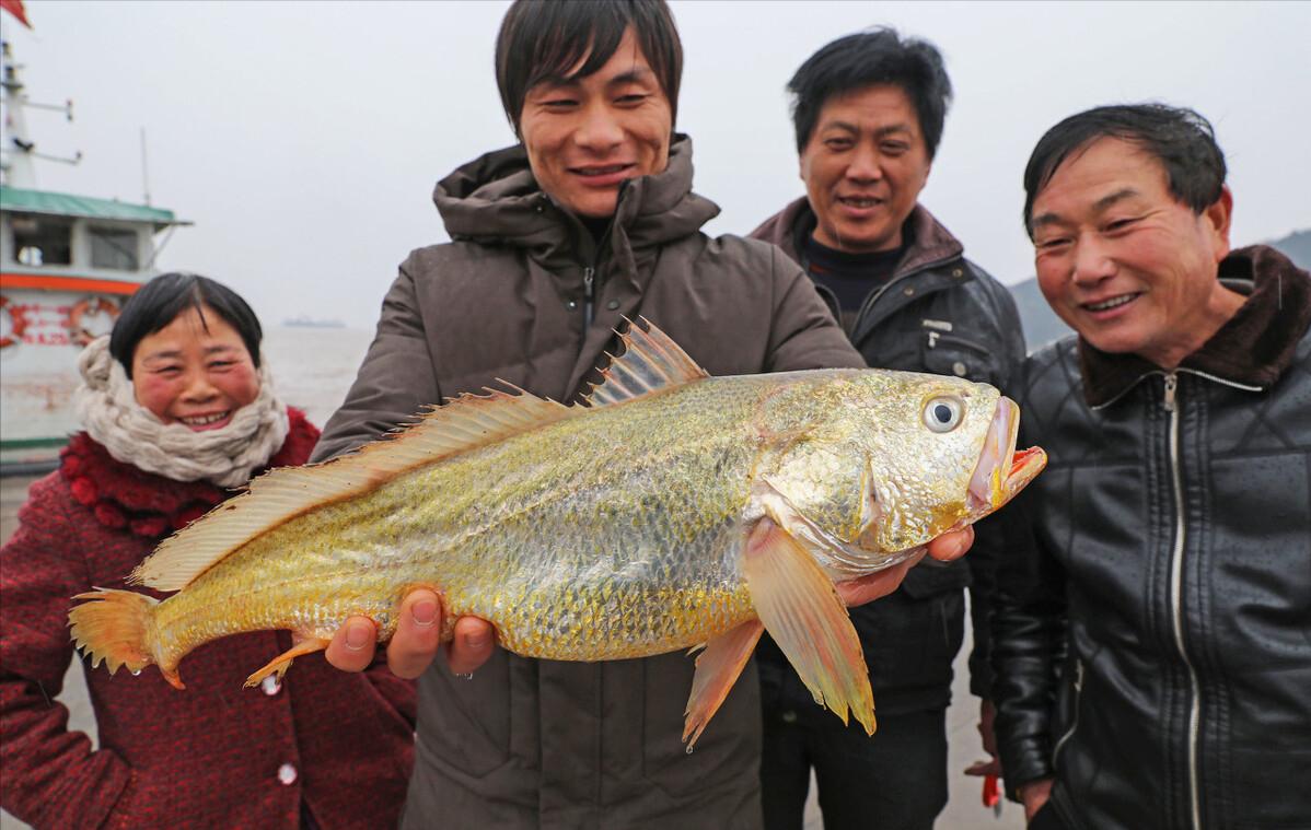 浙江一渔民捕获3000斤大黄鱼,浙江渔民捕获天价大黄鱼