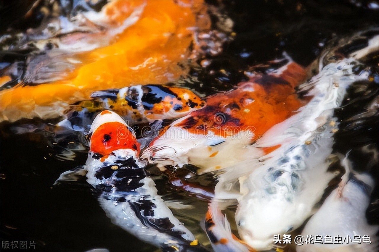 锦鲤怎么养最简单,锦鲤适合新手养吗怎么养