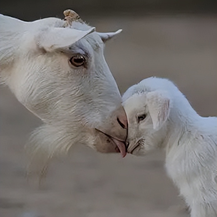 奶粉杰赋,杰赋小羊配方羊奶粉