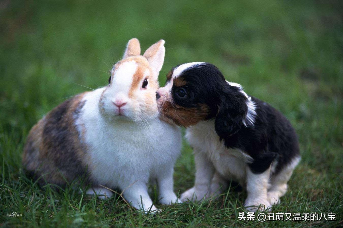 兔子打喷嚏精神不振,兔子打喷嚏的治疗方法