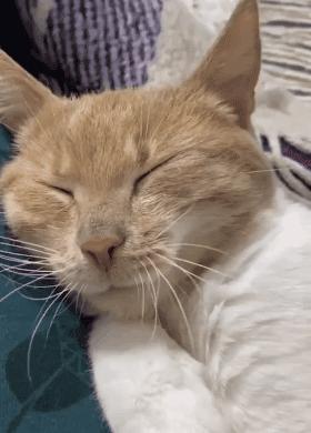 原来猫咪也有弱智的表现,猫咪很虚弱该怎么救活它