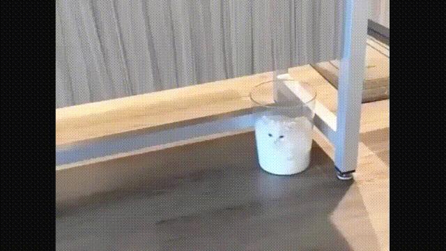 液体猫是真的吗,为什么都说猫咪是液体猫