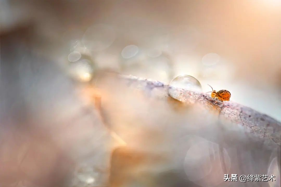 微距镜头之下的苍蝇,苍蝇微距拍摄