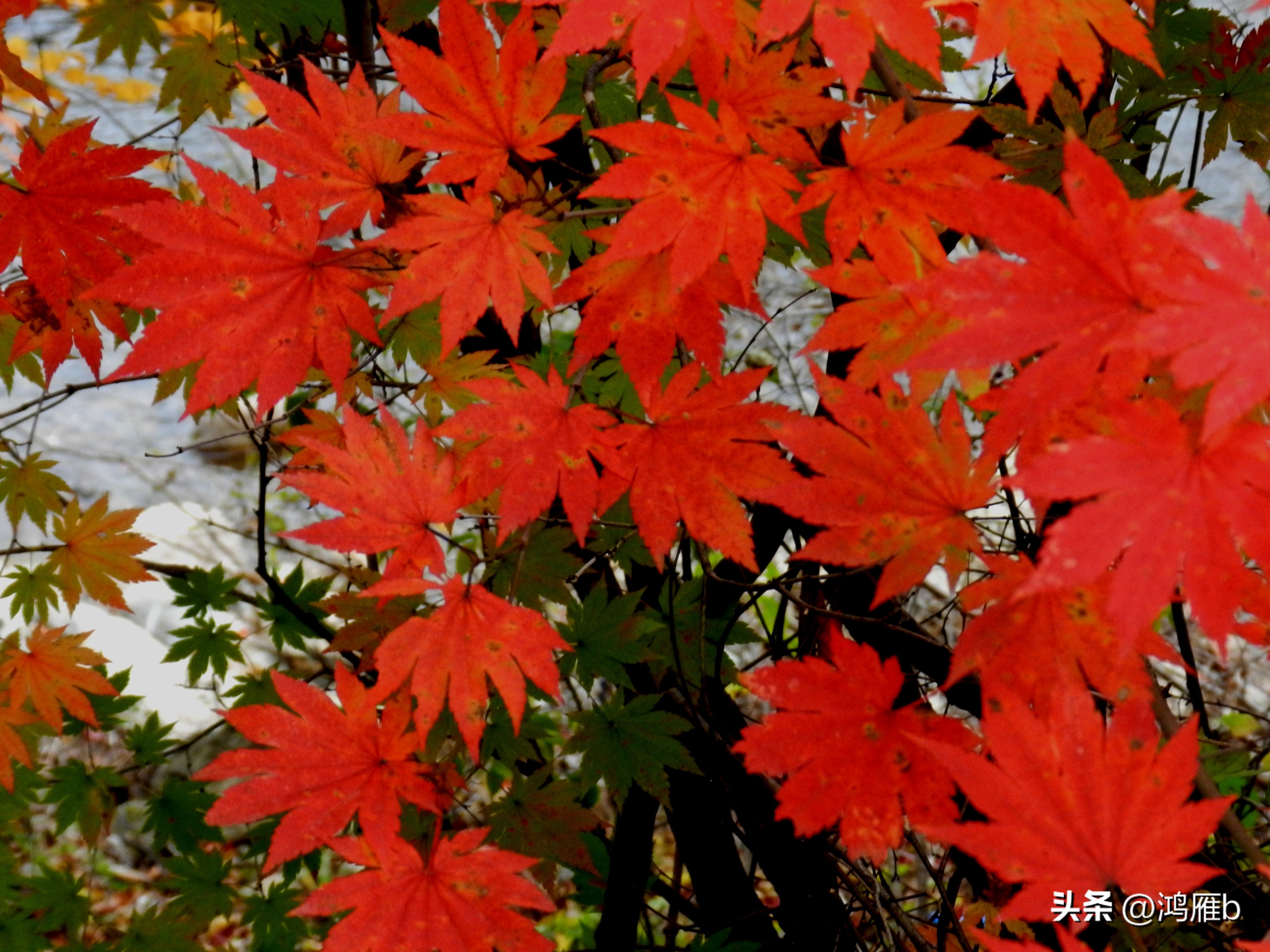 本溪温泉汤沟门票价格,本溪花溪沐枫雪温泉小镇