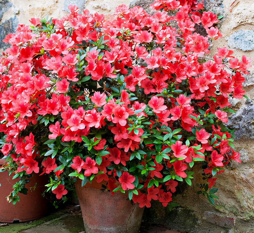 怎样养好杜鹃花,怎样养杜鹃花才能有花蕾