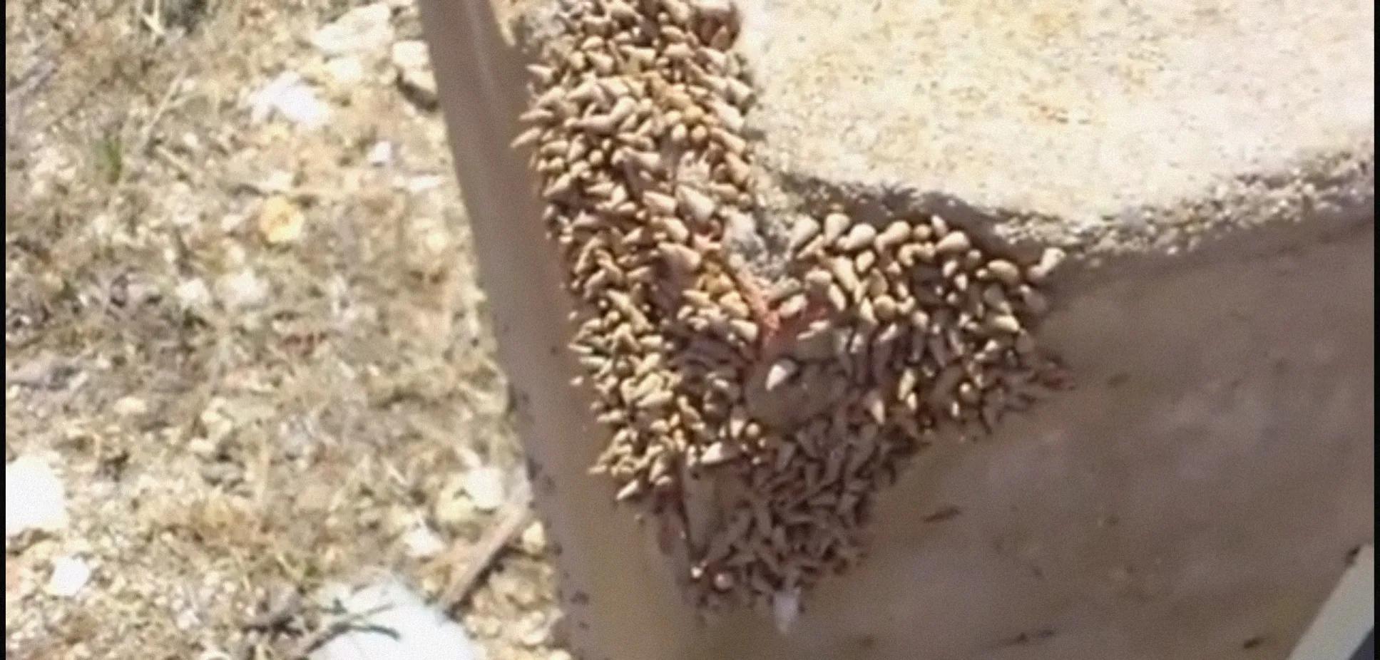 碰了非洲大蜗牛得了脑膜炎有救吗,摸蜗牛的壳会得脑膜炎吗