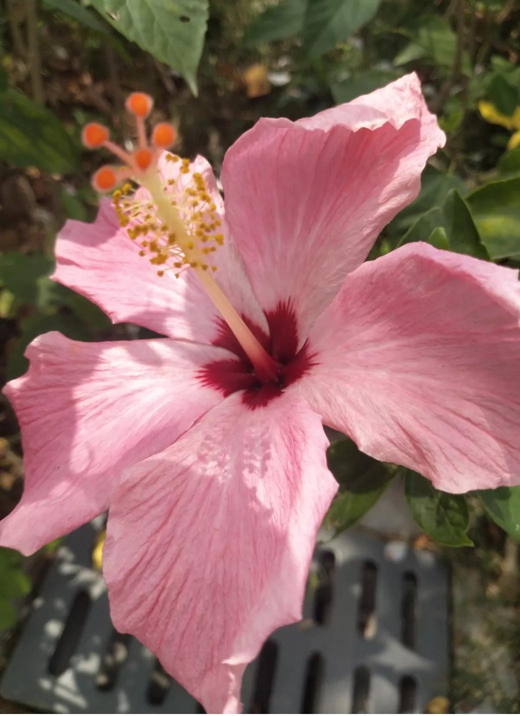 华为手机怎么识图认物,手机怎么识图