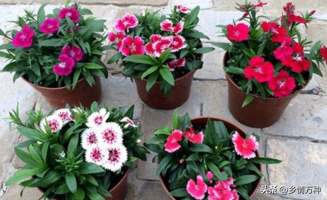 花卉种植的技巧和方法,养花不烂根的小技巧是什么