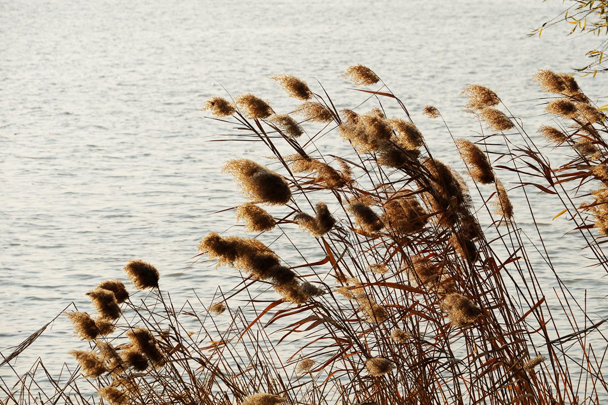 王昌龄的塞上曲第三句有几种说法,塞上曲王昌龄古诗原文及翻译