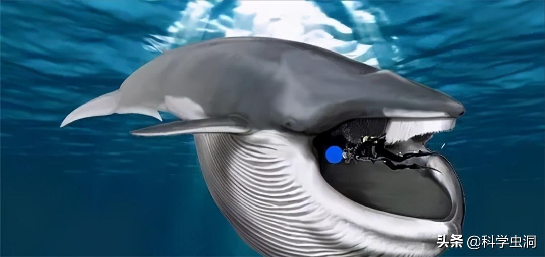如果人在鲸鱼的肚子里该如何逃生,鲸鱼腹中逃生