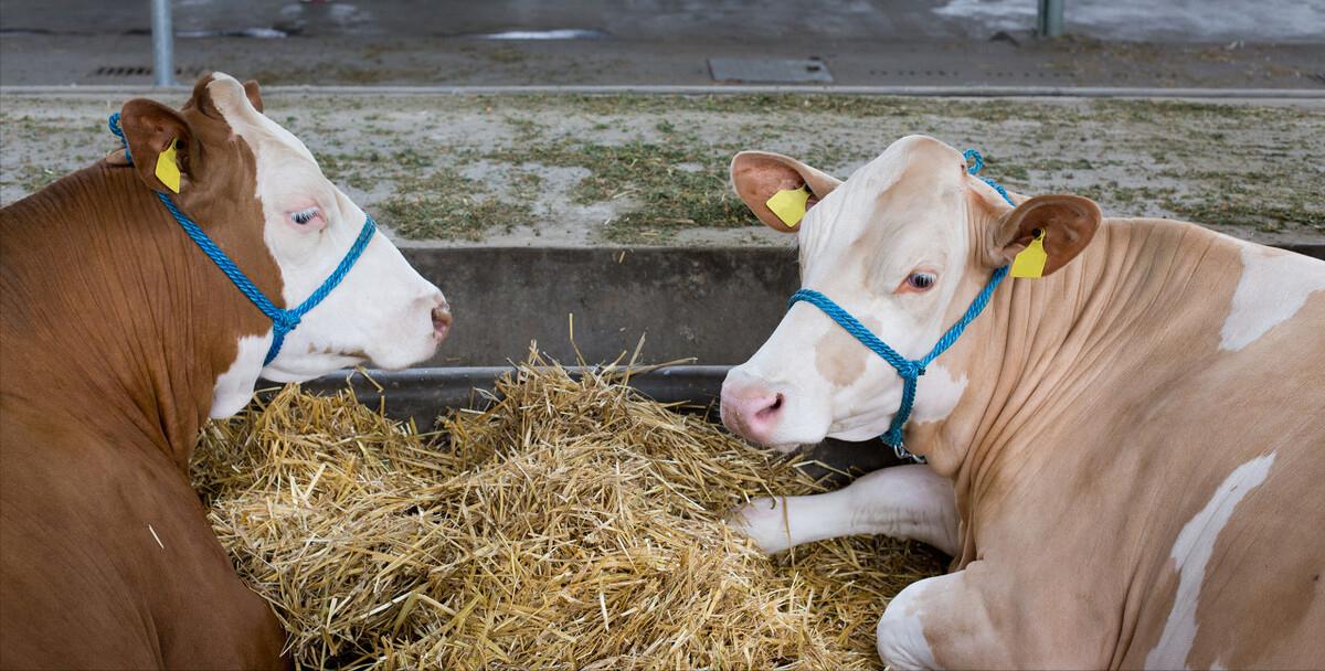 大叔创业亏百万靠帮人省钱逆袭,大叔坚持养殖创业4年