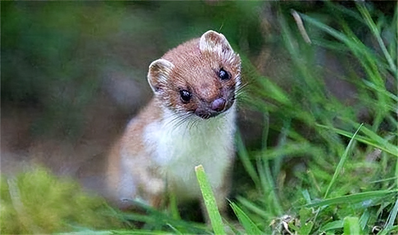 黄鼠狼为什么不能叫黄鼠狼,黄鼠狼到底有没有科学依据