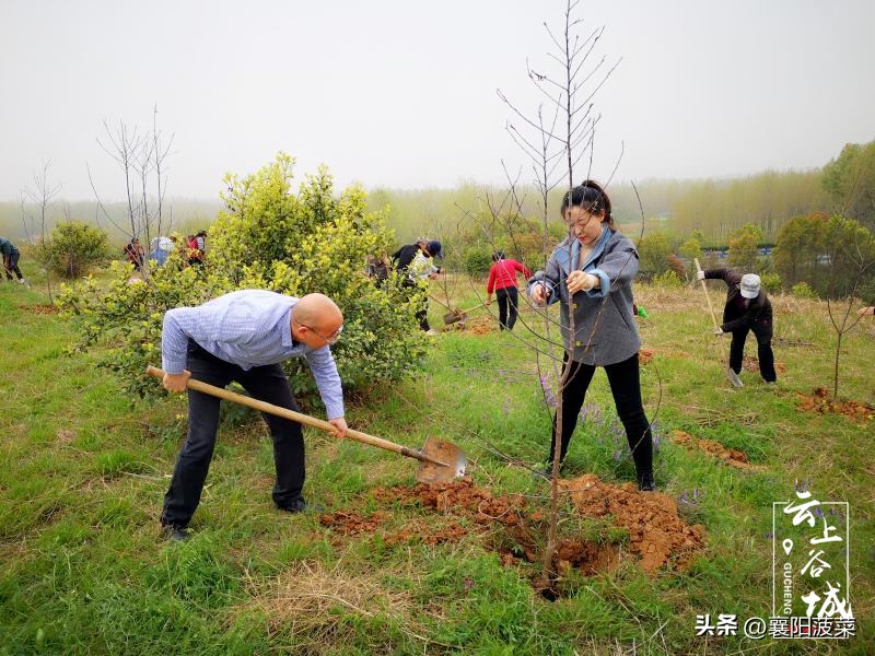 湖北襄阳的花红,襄阳花红