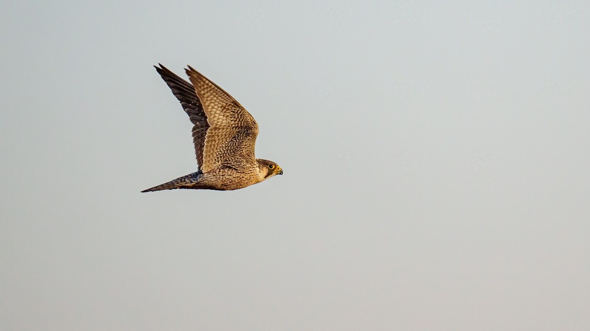 更轻、更锐、手持更稳适马60-600mmF4.5-6.3DGDNOS微单版镜头评测