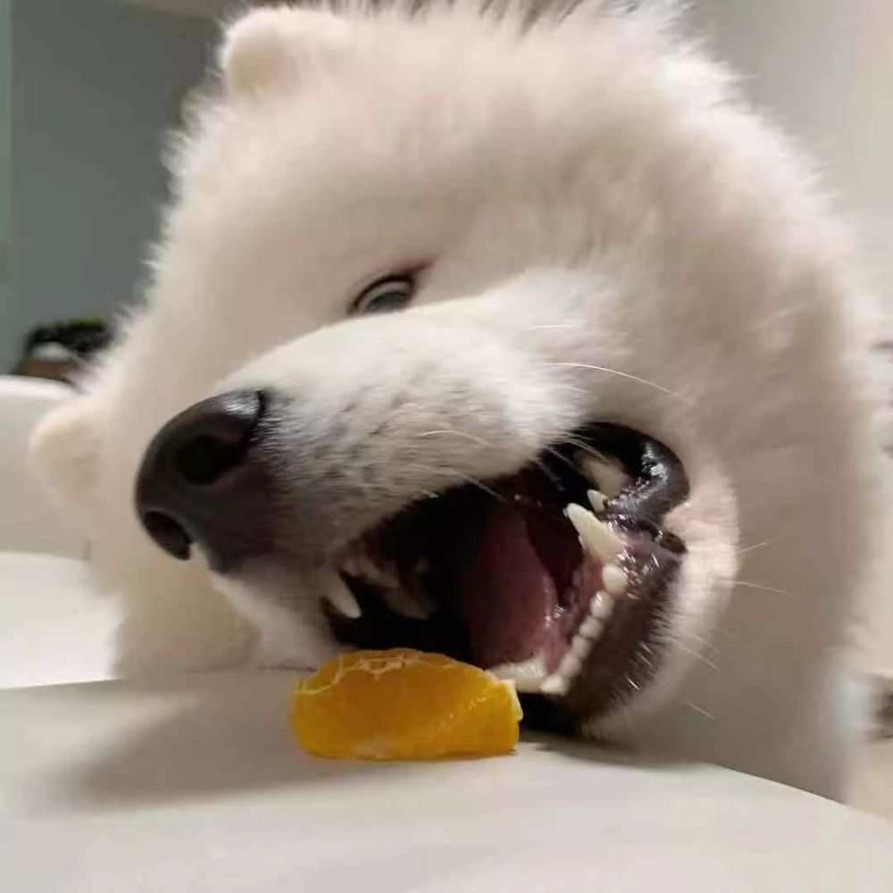 萨摩耶怎么去泪痕最快,萨摩耶狗身上掉毛怎么办