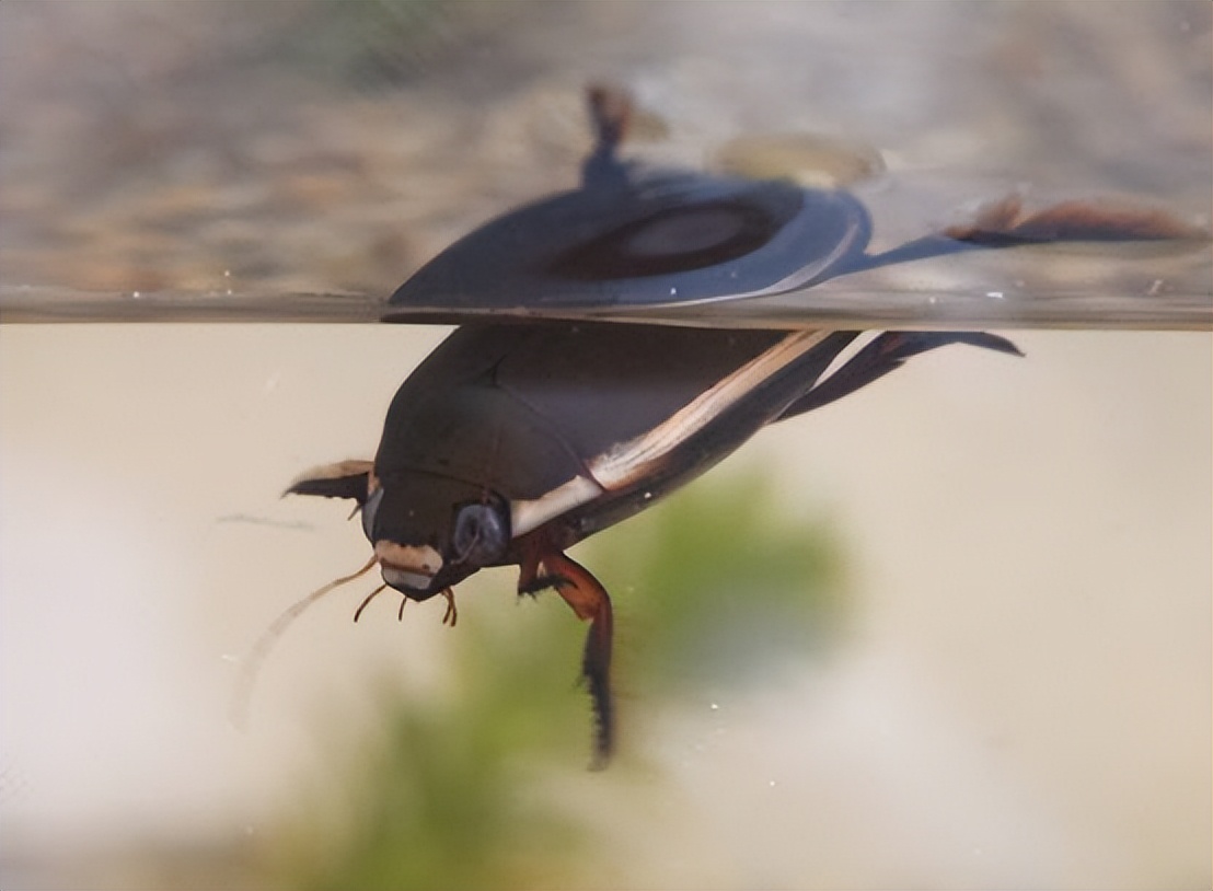 广东蟑螂为什么那么多,广东蟑螂为何这么多