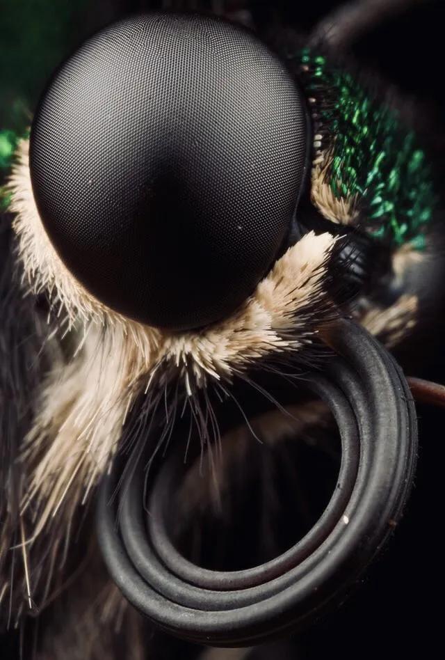 显微镜下的十大生物,显微镜下看到的各种不同样的生物