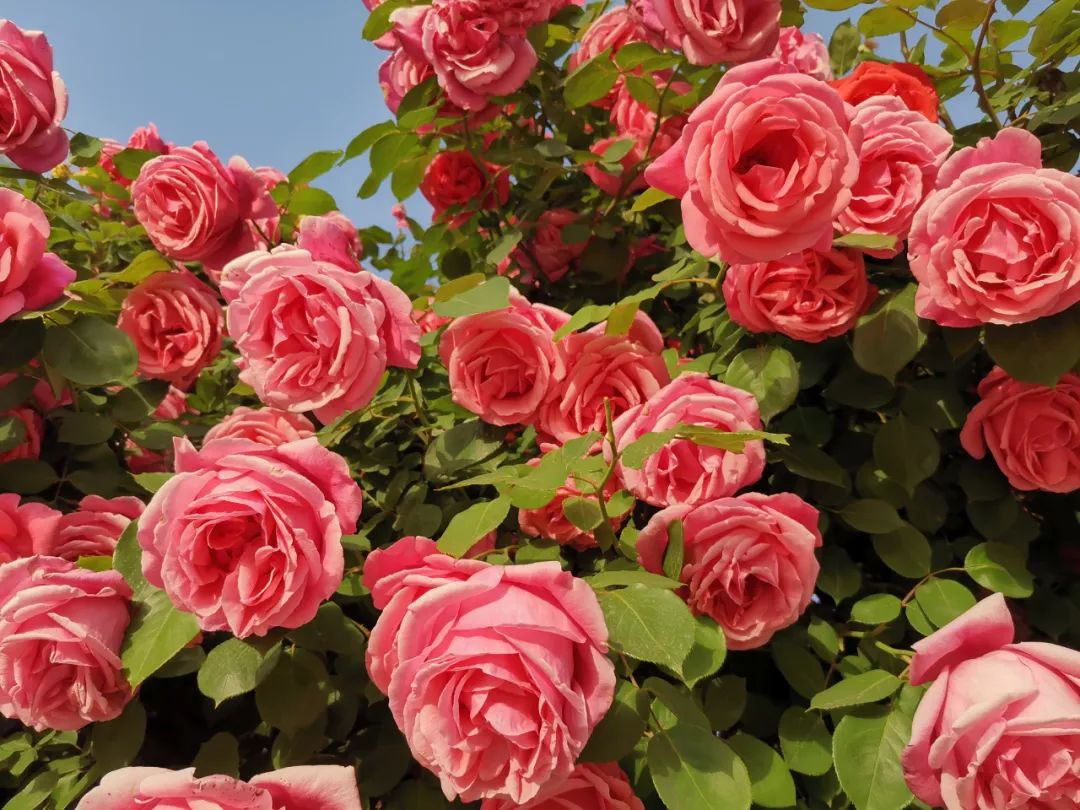 玫瑰和月季的所有种类,比较经典的玫瑰花型月季