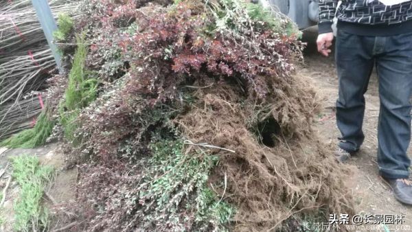 红叶小檗紫叶小檗的价格,红叶小檗幼苗批发基地