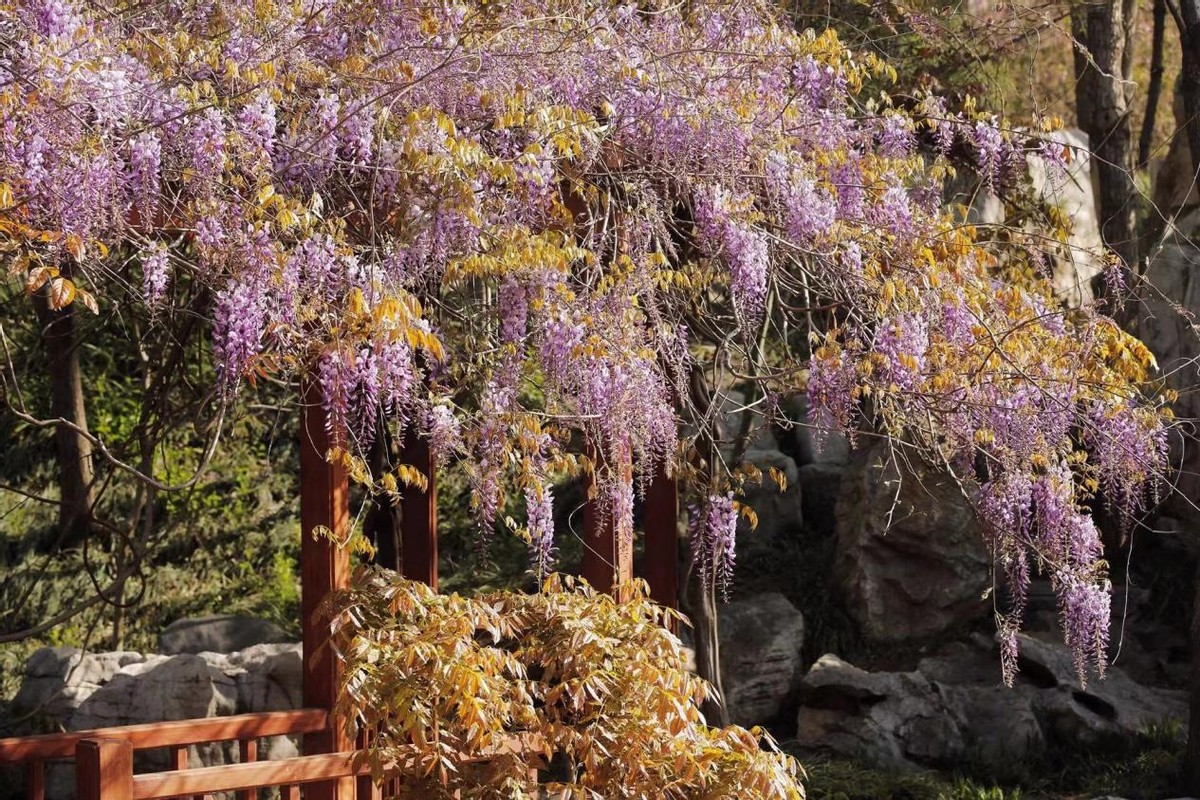 踏青寻找春季最美的时光,寻找最美春天春花烂漫正当时