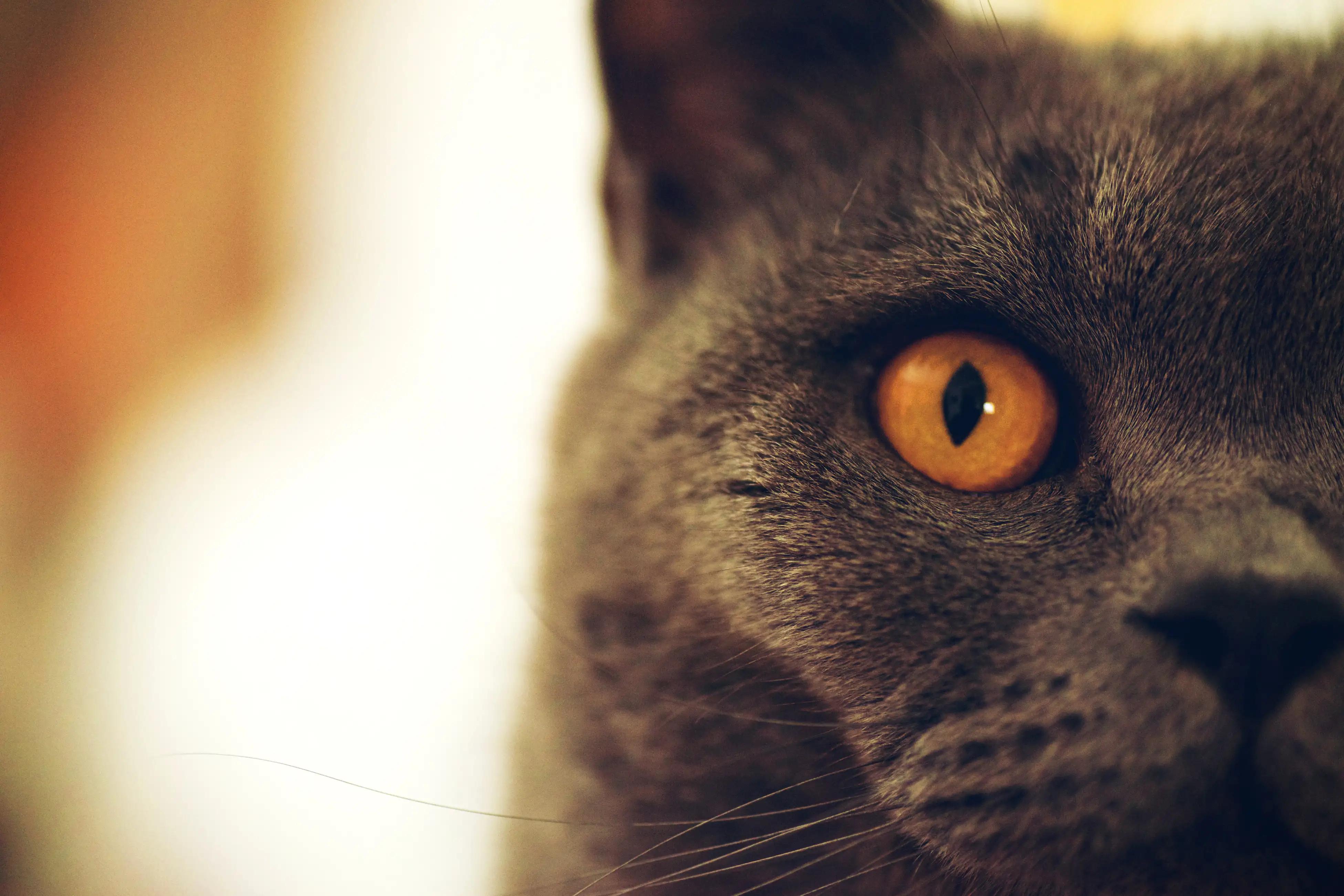 ido戒指,ido戒指中国名字