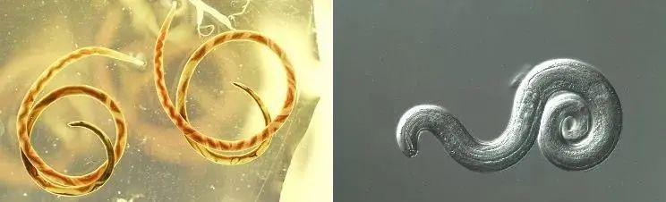 福寿螺寄生虫病例,福寿螺寄生虫感染人体途径