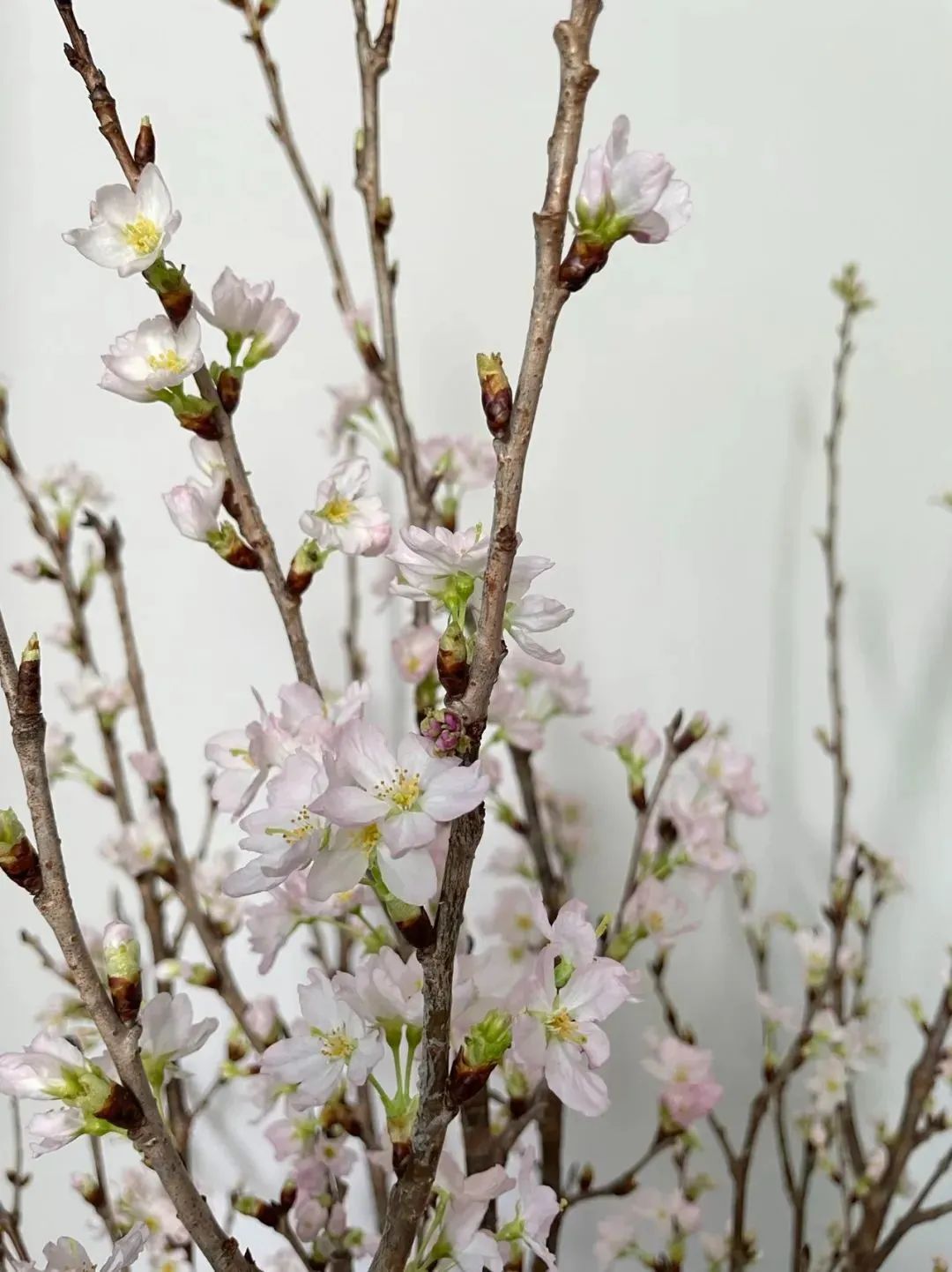 新手必看鲜花养护攻略,鲜花在水里能养几天会死