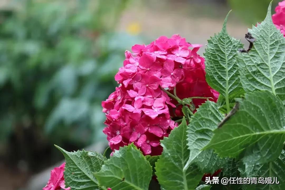 “正是红稀绿暗时，花如圆玉莹无疵”青岛嫚镜头下花花草草之绣球
