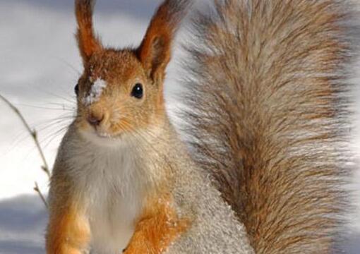 魔王松鼠好养还是雪地松鼠好养,雪地松鼠怎么养