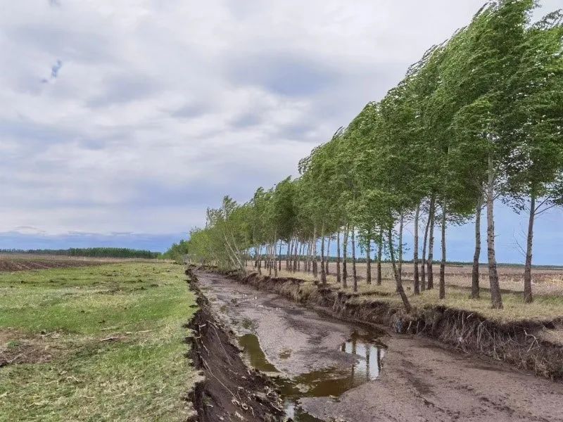 东北黑土退化的原因及措施,东北黑土退化的原因及治理措施