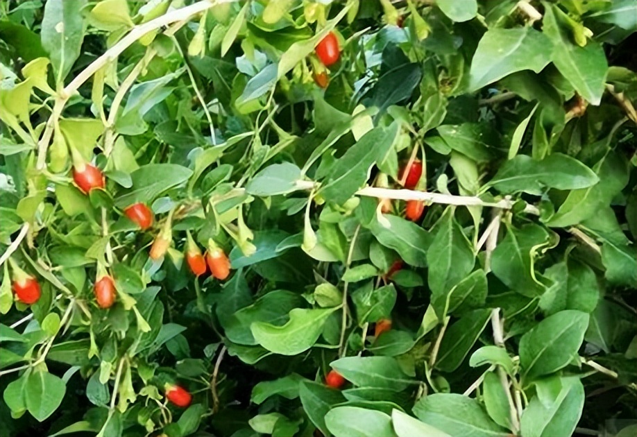 一味地骨皮泡水喝的功效,地骨皮的功效秘方