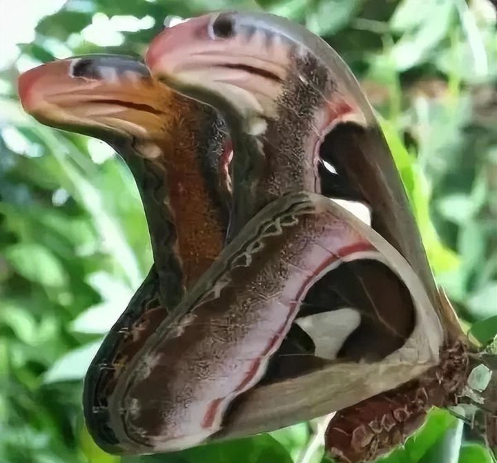 美国出现世界最大飞蛾，不但大样子也很吓人，实为我国“蛇头蛾”