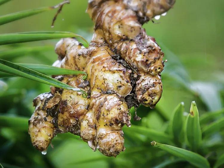 中国地理标志产品生姜,中国地理标志产品