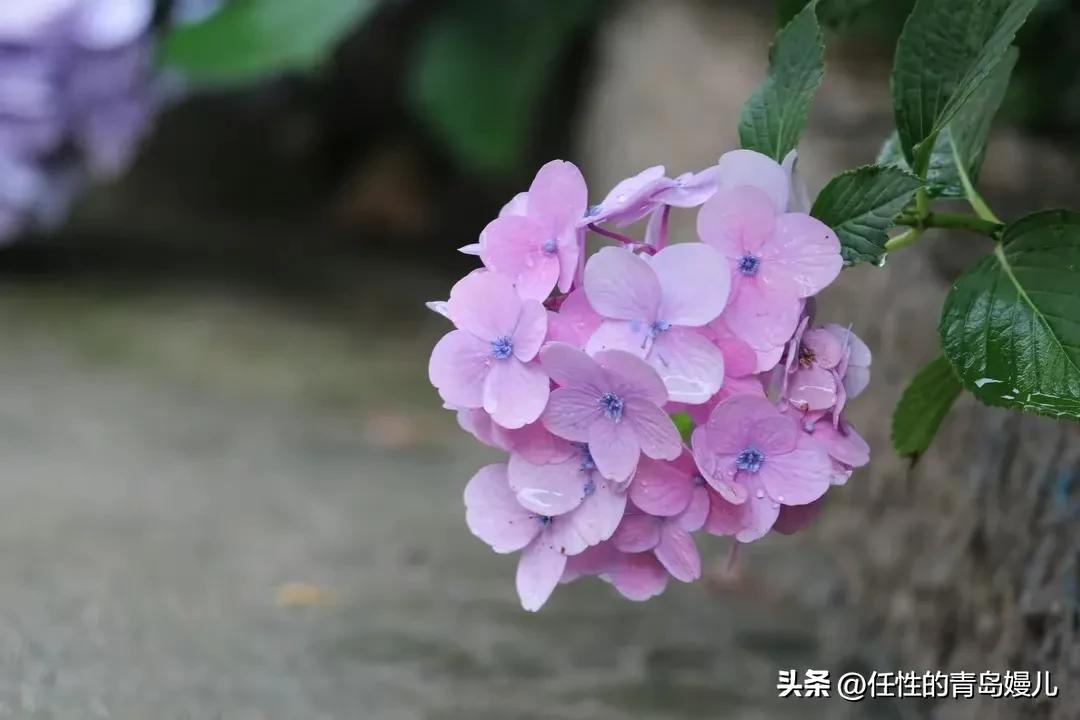 “正是红稀绿暗时，花如圆玉莹无疵”青岛嫚镜头下花花草草之绣球