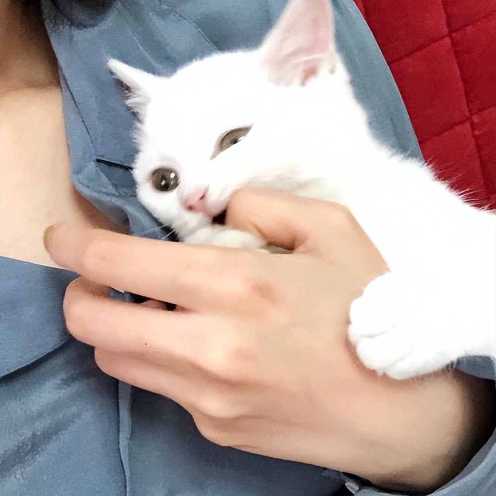 猫吐的颜色分析,猫吐的样子是什么样的