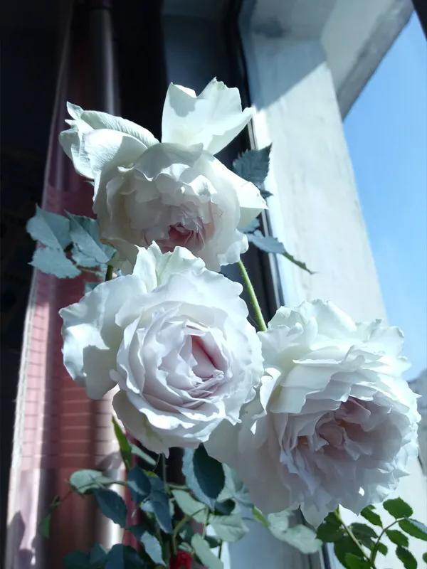 白花月季汇粹：白雪公主、藤冰山、婚礼之路、波莱罗、加百列