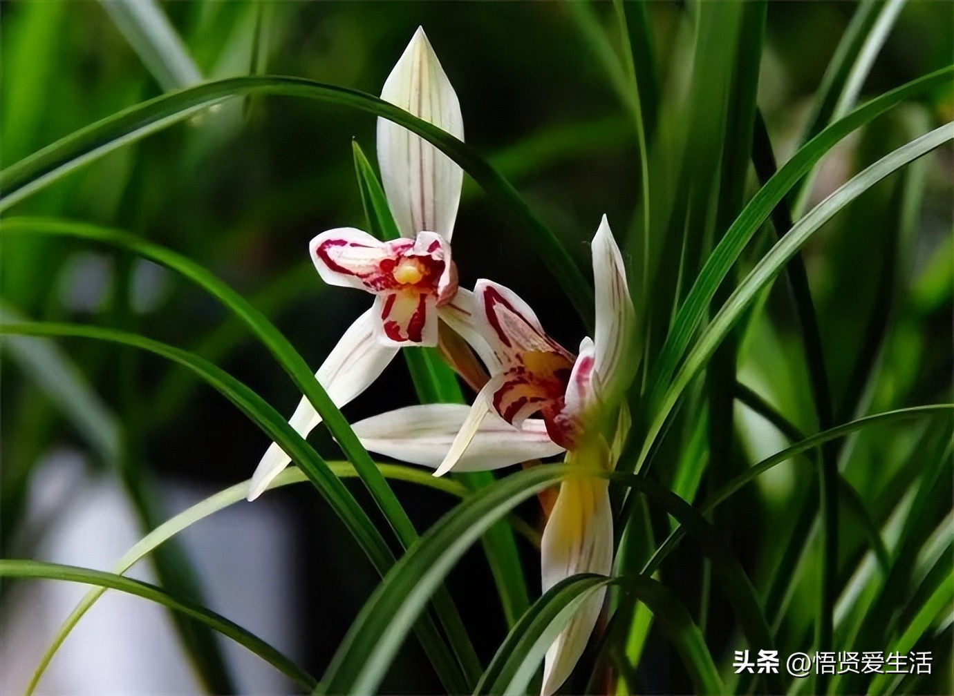 花香满屋植物,花香四溢的绿植