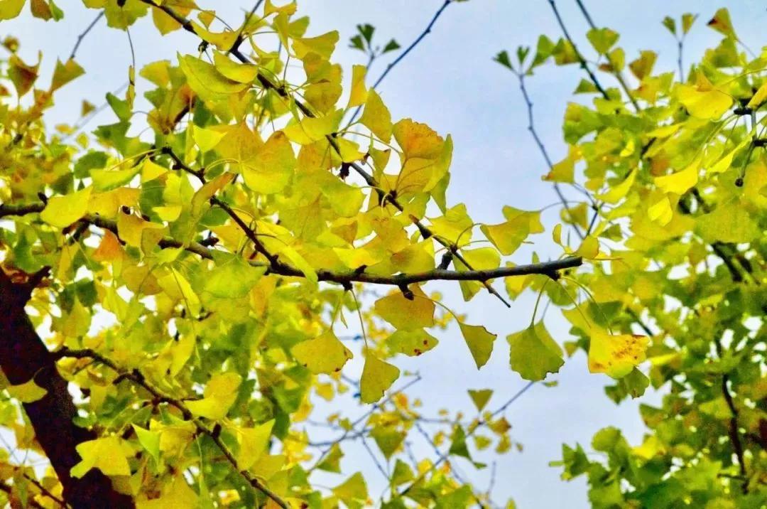 全国乡村振兴九大经济树种,乡村振兴的植树造林成果