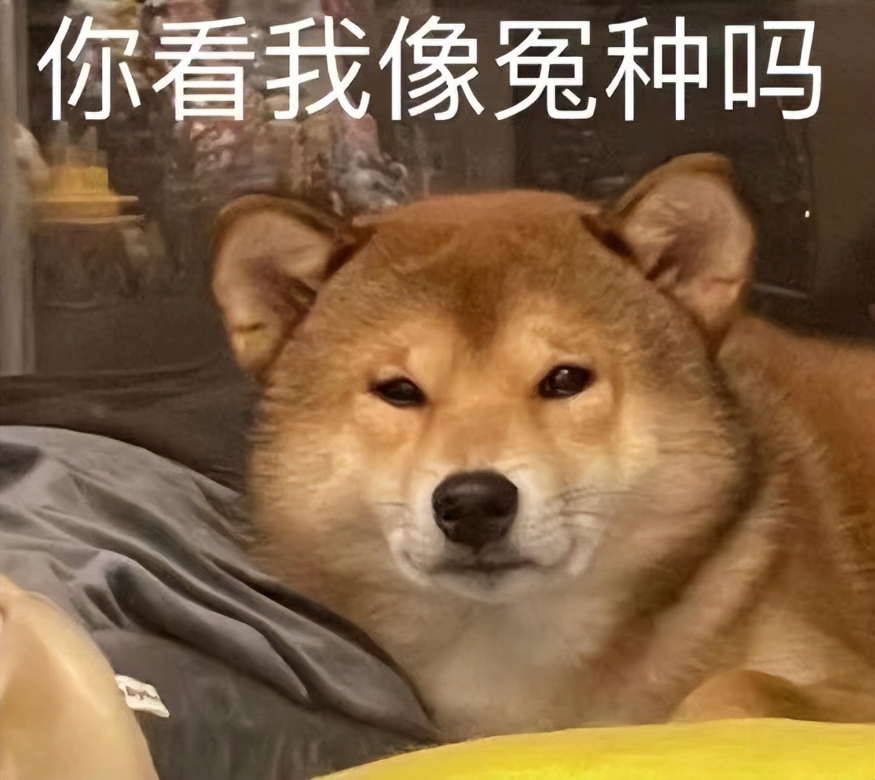 公布2022年十大流行语,2022年春晚流行语