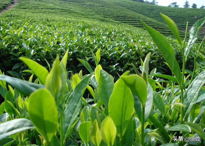 百年毛峰,雁荡毛峰礼盒装价格明细表