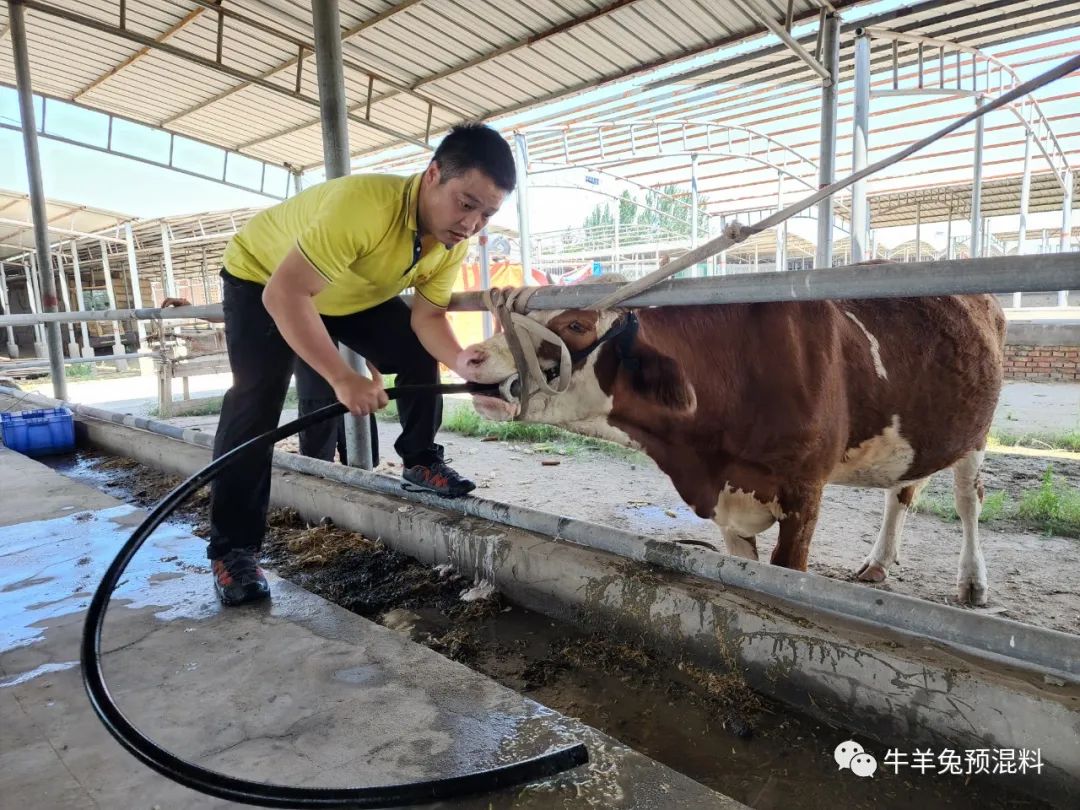 牛嘴上有白沫子是怎么回事,牛嘴上有沫子是什么原因